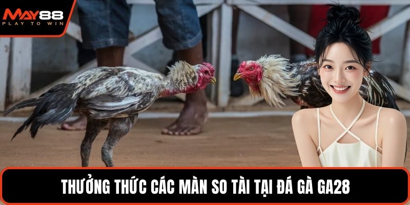 Thưởng thức các màn so tài tại đá gà GA28